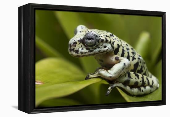 Tiger Tree Frog, Ecuador-Pete Oxford-Framed Premier Image Canvas