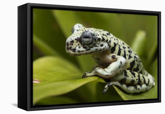 Tiger Tree Frog, Ecuador-Pete Oxford-Framed Premier Image Canvas