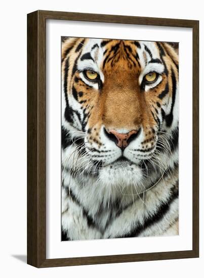 Tiger Up Close-Lantern Press-Framed Premium Giclee Print