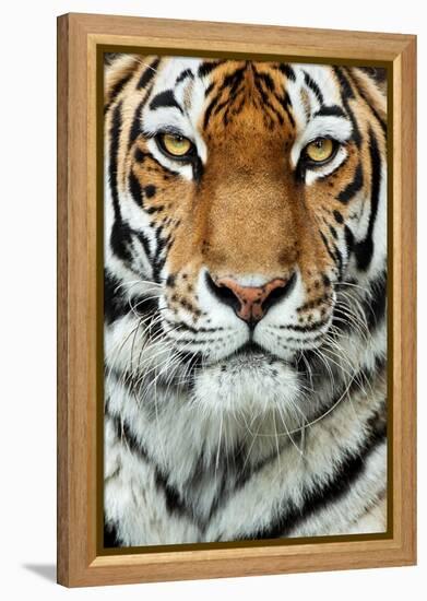 Tiger Up Close-Lantern Press-Framed Stretched Canvas