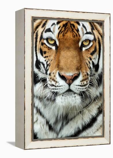 Tiger Up Close-Lantern Press-Framed Stretched Canvas