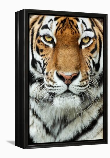 Tiger Up Close-Lantern Press-Framed Stretched Canvas