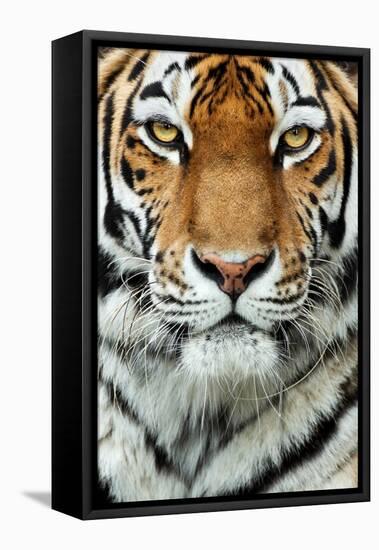 Tiger Up Close-Lantern Press-Framed Stretched Canvas