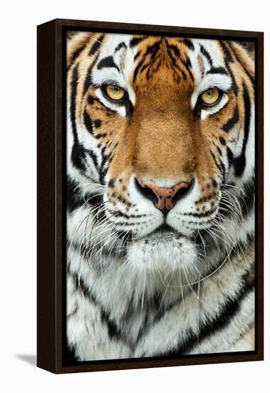 Tiger Up Close-Lantern Press-Framed Stretched Canvas