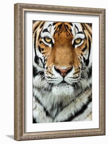 Tiger Up Close-Lantern Press-Framed Art Print