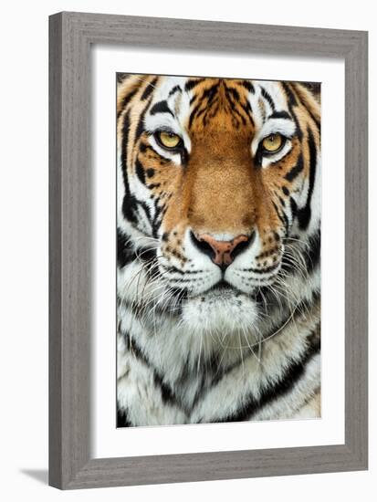 Tiger Up Close-Lantern Press-Framed Art Print