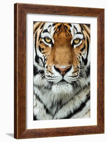 Tiger Up Close-Lantern Press-Framed Art Print