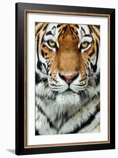 Tiger Up Close-Lantern Press-Framed Art Print