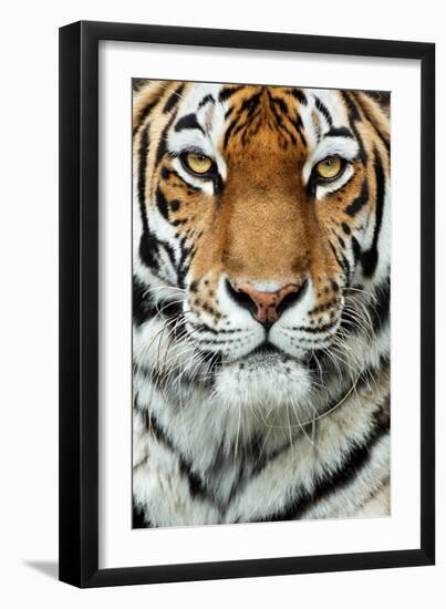 Tiger Up Close-Lantern Press-Framed Art Print