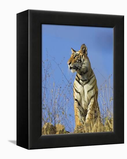 Tiger, Viewed from Below, Bandhavgarh National Park, India-Tony Heald-Framed Premier Image Canvas