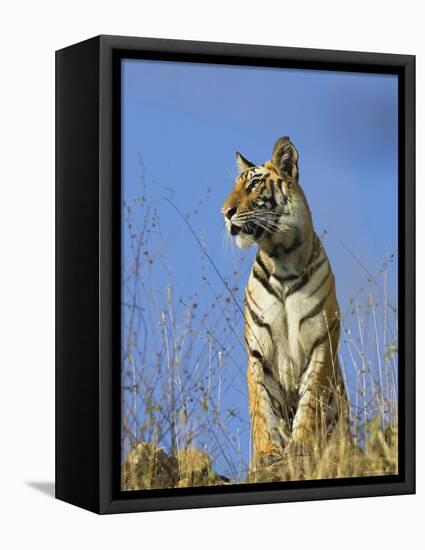 Tiger, Viewed from Below, Bandhavgarh National Park, India-Tony Heald-Framed Premier Image Canvas