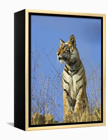 Tiger, Viewed from Below, Bandhavgarh National Park, India-Tony Heald-Framed Premier Image Canvas