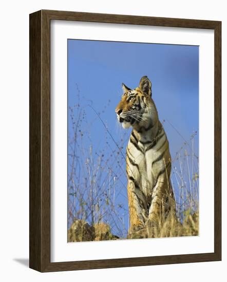 Tiger, Viewed from Below, Bandhavgarh National Park, India-Tony Heald-Framed Photographic Print