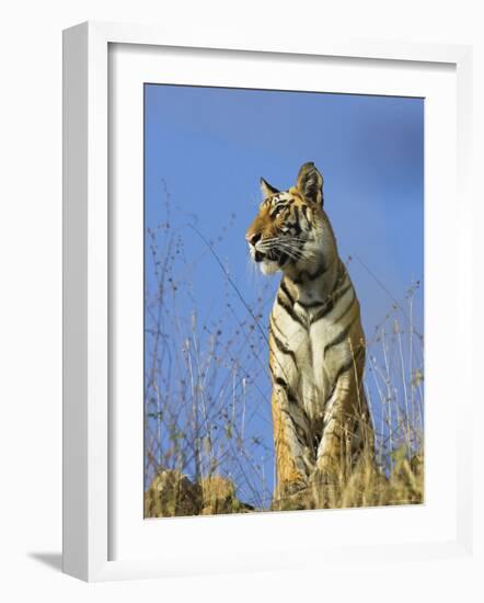 Tiger, Viewed from Below, Bandhavgarh National Park, India-Tony Heald-Framed Photographic Print