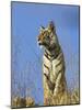 Tiger, Viewed from Below, Bandhavgarh National Park, India-Tony Heald-Mounted Photographic Print