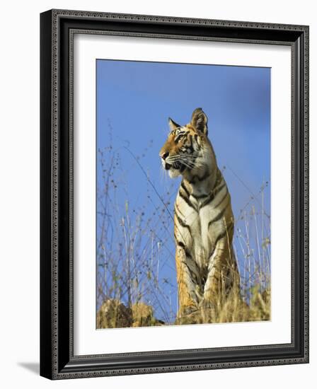 Tiger, Viewed from Below, Bandhavgarh National Park, India-Tony Heald-Framed Photographic Print