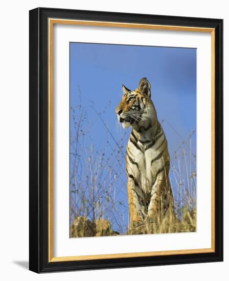 Tiger, Viewed from Below, Bandhavgarh National Park, India-Tony Heald-Framed Photographic Print