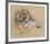 Tiger-Gary Stinton-Framed Collectable Print