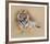 Tiger-Gary Stinton-Framed Collectable Print