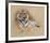 Tiger-Gary Stinton-Framed Collectable Print