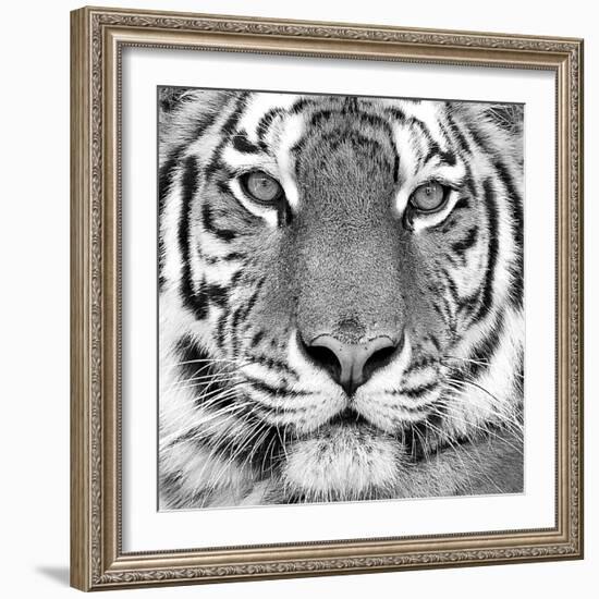 Tiger--Framed Art Print