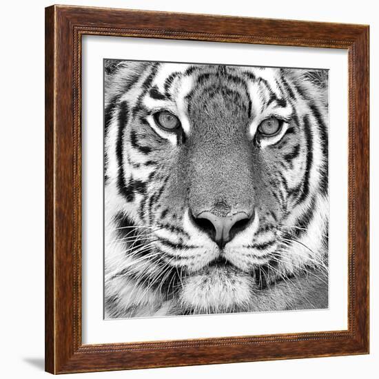 Tiger-null-Framed Art Print