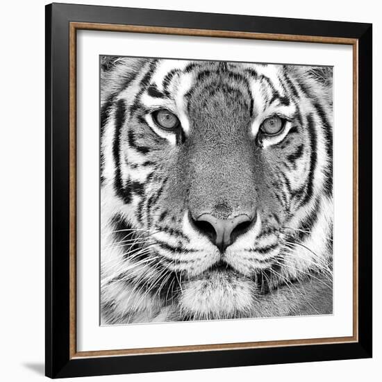 Tiger-null-Framed Art Print