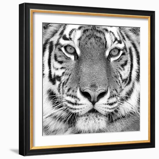 Tiger--Framed Art Print