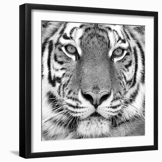 Tiger-null-Framed Art Print