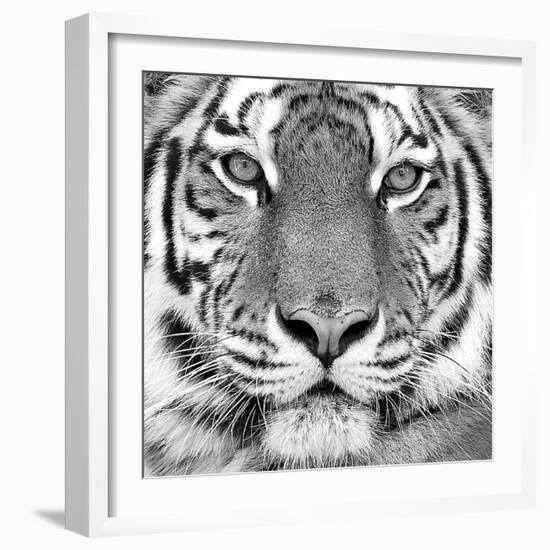 Tiger--Framed Art Print