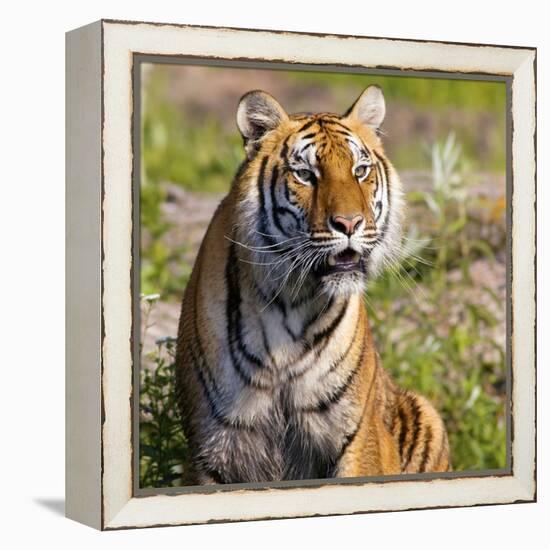 Tiger-null-Framed Premier Image Canvas