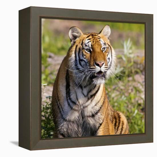 Tiger-null-Framed Premier Image Canvas