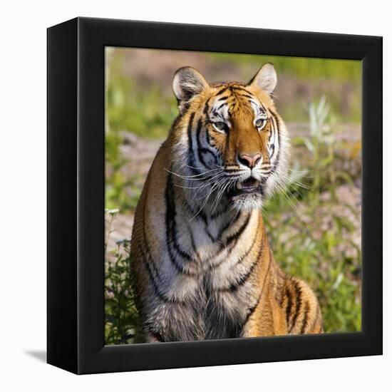 Tiger-null-Framed Premier Image Canvas