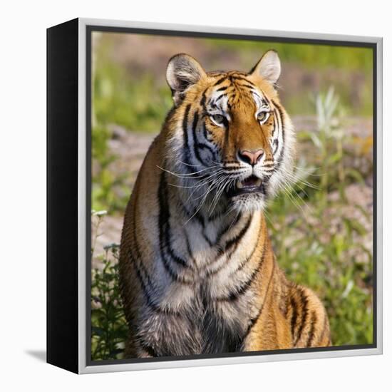 Tiger-null-Framed Premier Image Canvas
