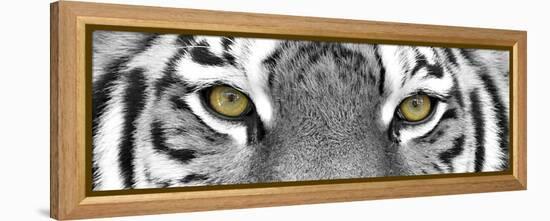 Tiger-PhotoINC-Framed Premier Image Canvas