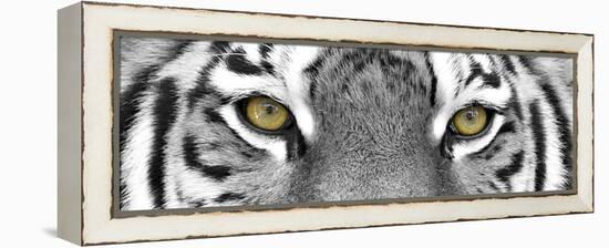 Tiger-PhotoINC-Framed Premier Image Canvas