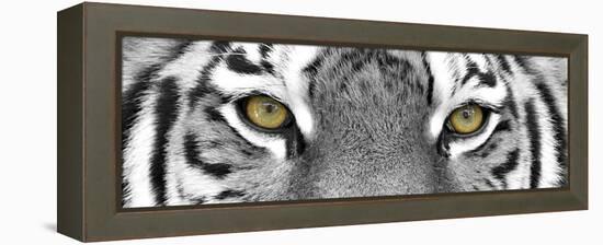 Tiger-PhotoINC-Framed Premier Image Canvas