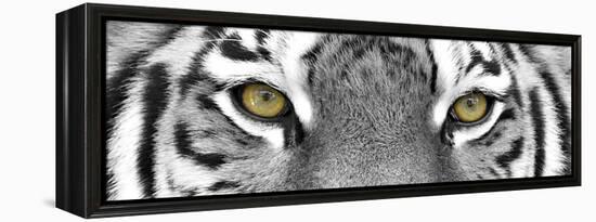 Tiger-PhotoINC-Framed Premier Image Canvas