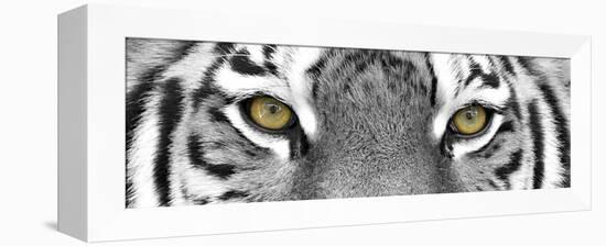 Tiger-PhotoINC-Framed Premier Image Canvas