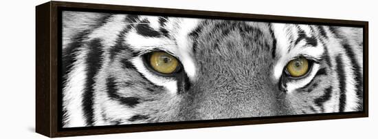 Tiger-PhotoINC-Framed Premier Image Canvas