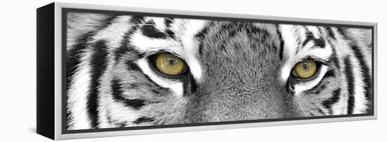 Tiger-PhotoINC-Framed Premier Image Canvas