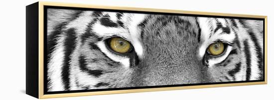 Tiger-PhotoINC-Framed Premier Image Canvas