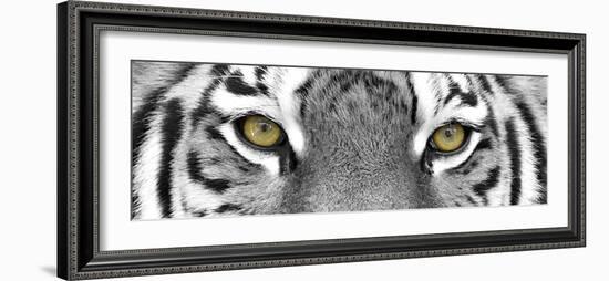 Tiger-PhotoINC-Framed Premium Photographic Print