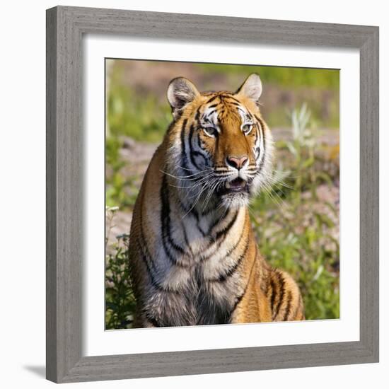 Tiger-null-Framed Photographic Print