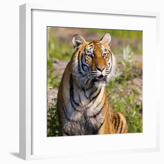 Tiger-null-Framed Photographic Print