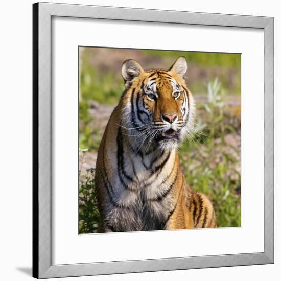 Tiger-null-Framed Photographic Print