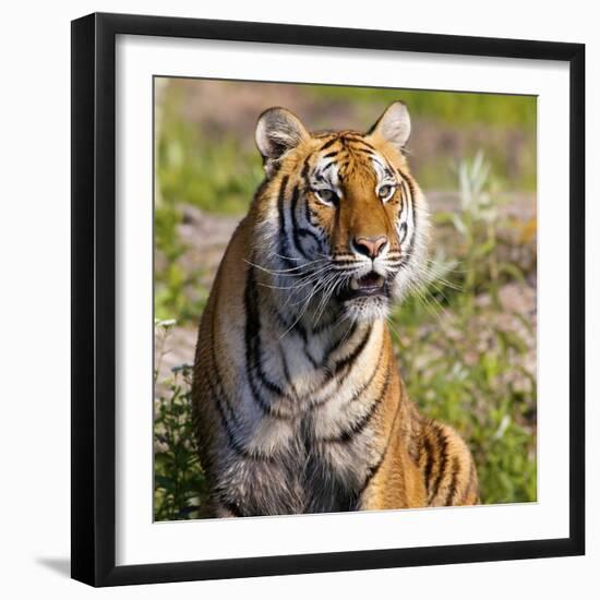 Tiger-null-Framed Photographic Print