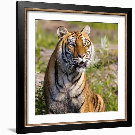 Tiger-null-Framed Photographic Print