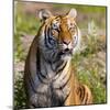 Tiger-null-Mounted Photographic Print