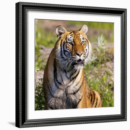 Tiger-null-Framed Photographic Print